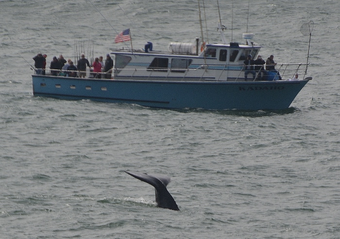 whale fluking